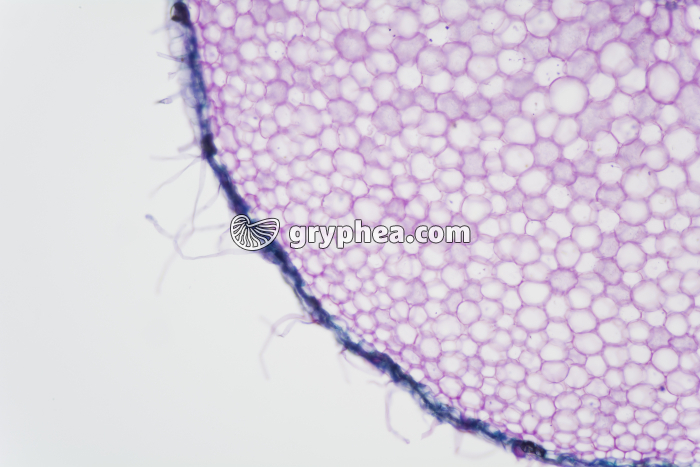 Racine de Ficaire - Poils absorbants et parenchyme cortical CT x25 - gryphea.com